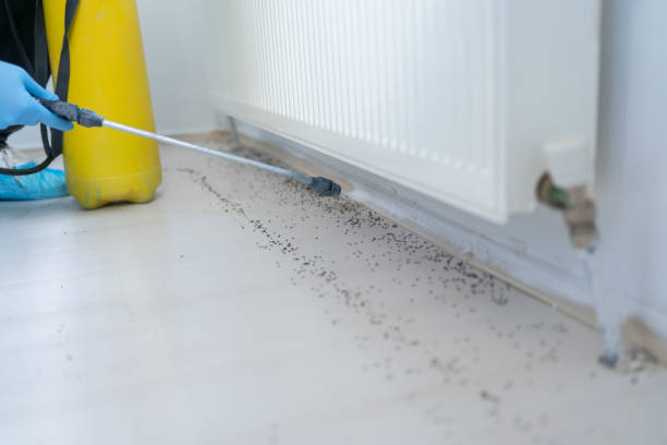 Insect Control in Albany, IN